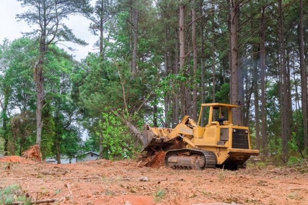 Trees Clearing in Englewood
