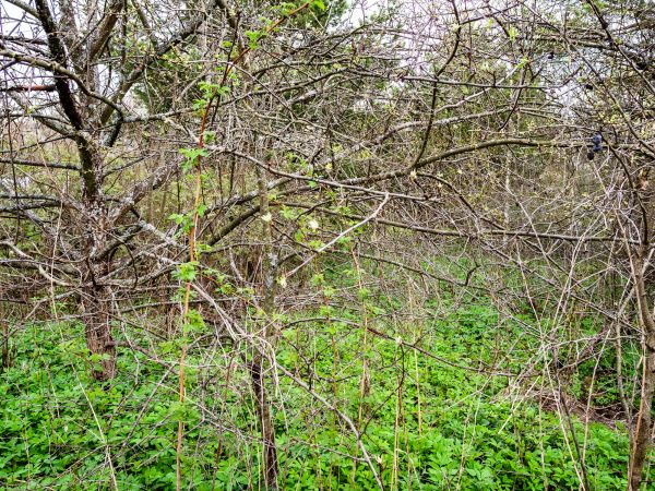 Underbrush Clearing in Englewood